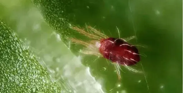 Red mite on a citrus leaf