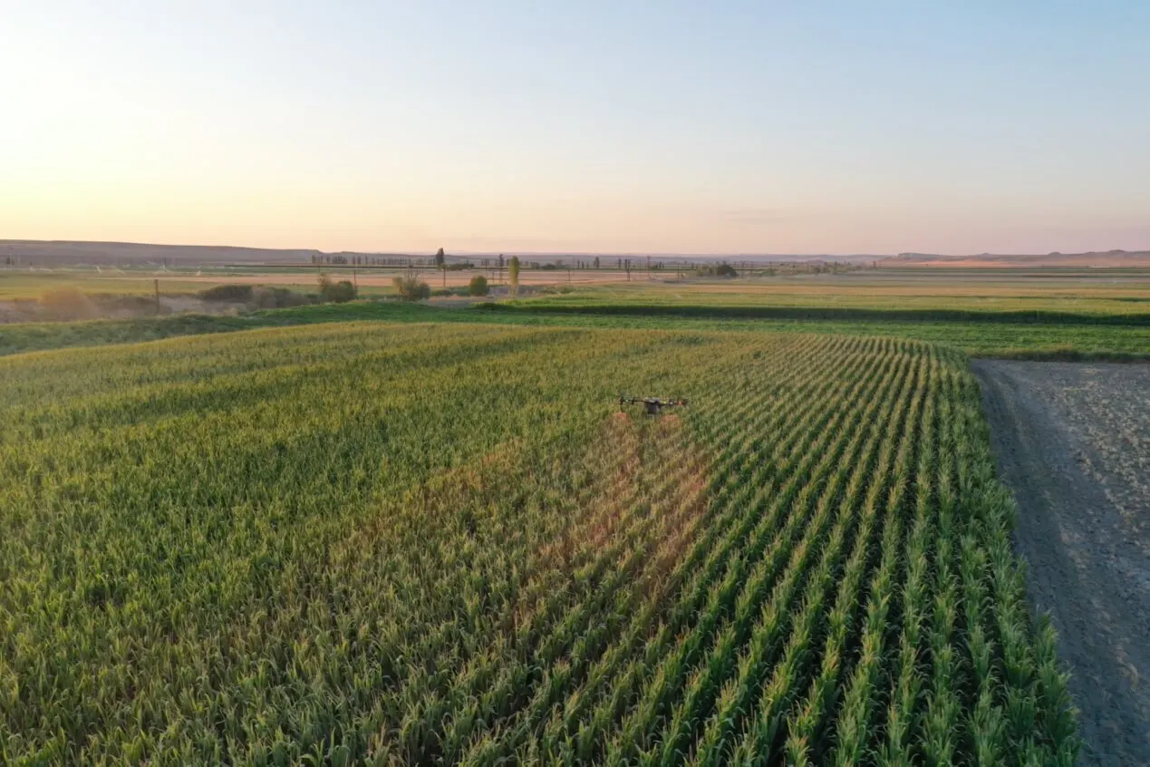 Rows of corn seen from above