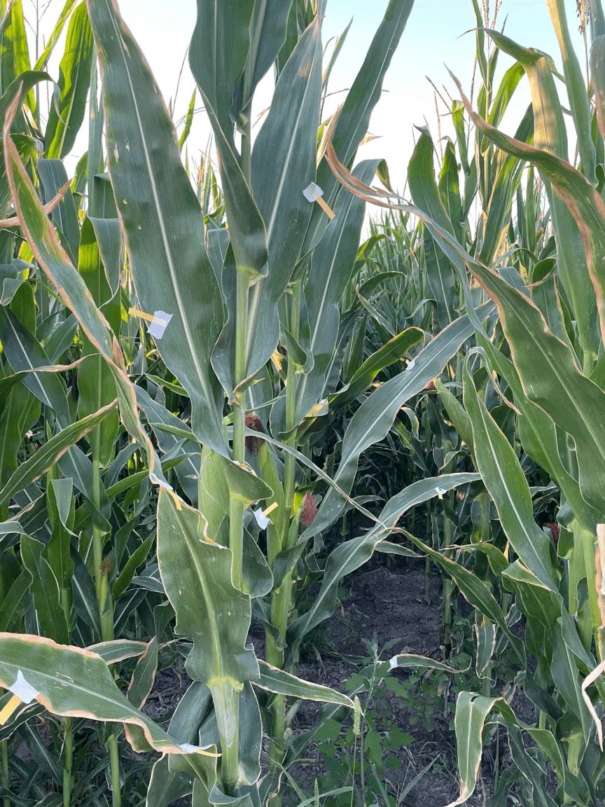 Close-up of corn leaves