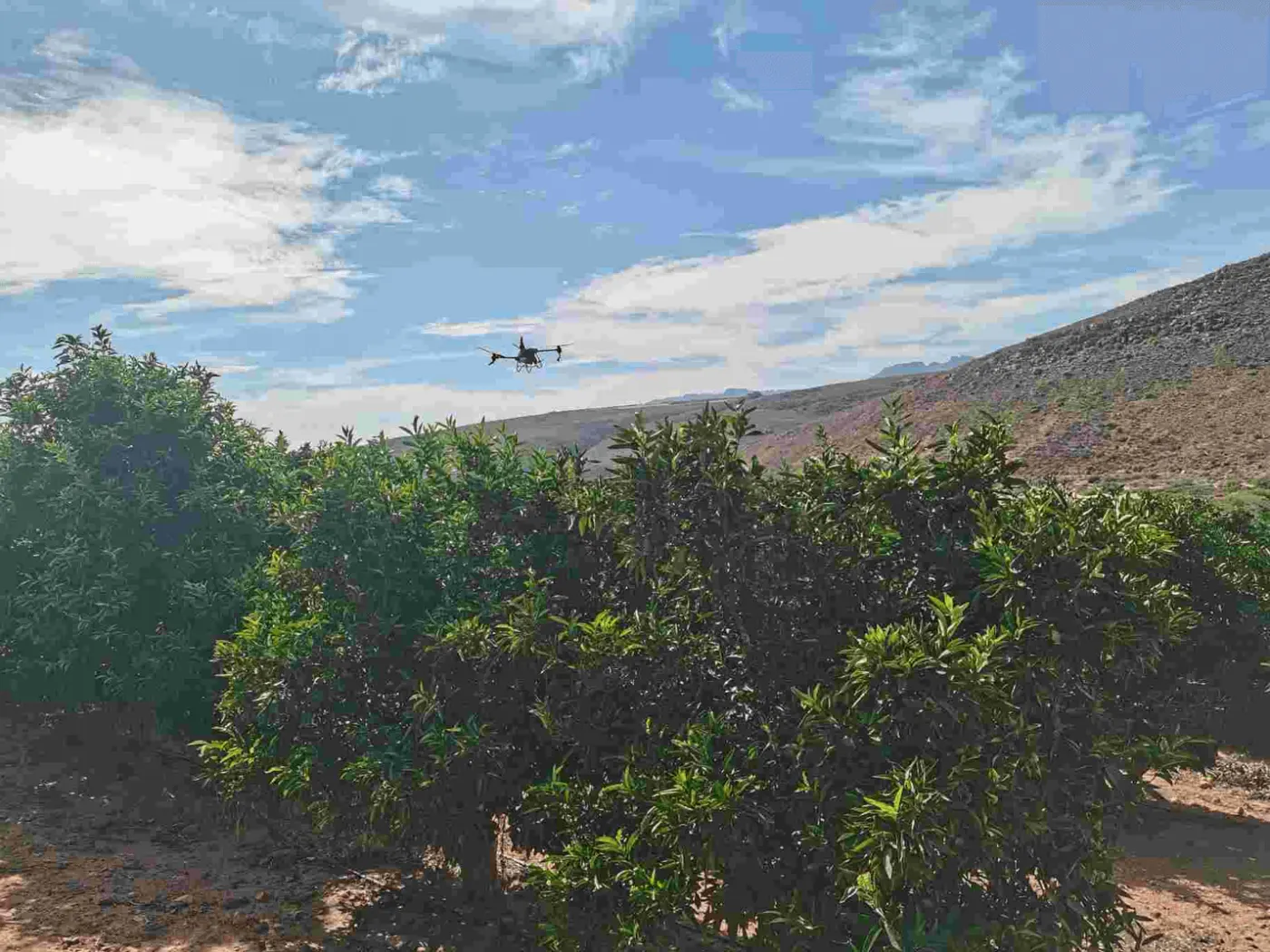 Drone flying over a citrus orchard