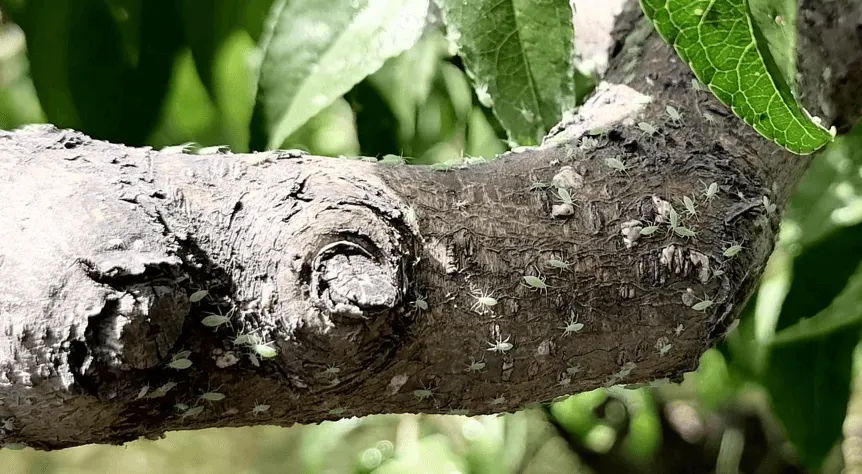 Aphids on a peach branch