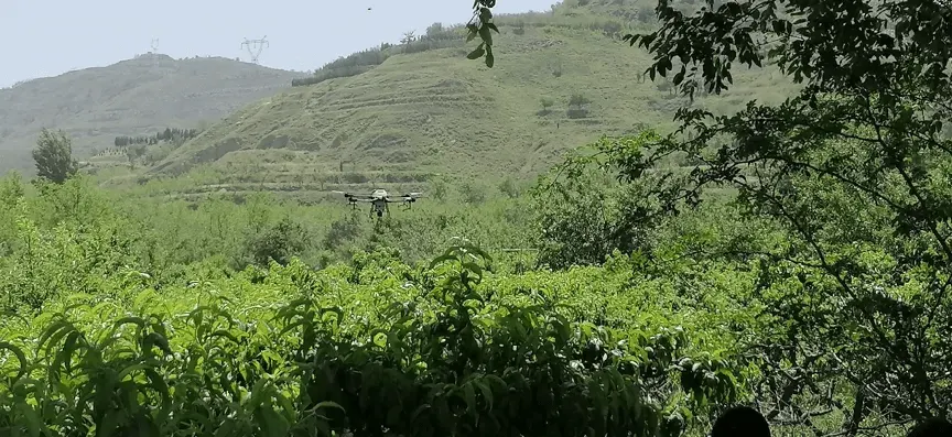 Orchard with a drone flying over the trees