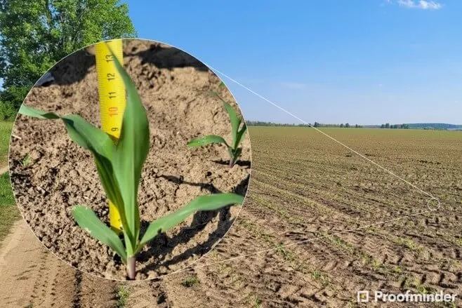 Young corn plant with a ruler beside it
