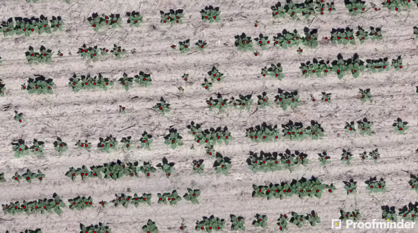 Orthomosaic with plants detected one by one