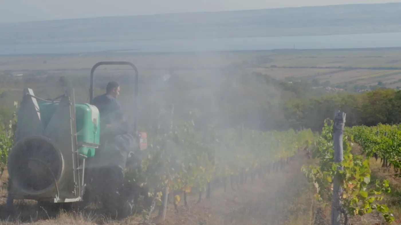 Tractor spraying in a vineyard, with a cloud of droplets