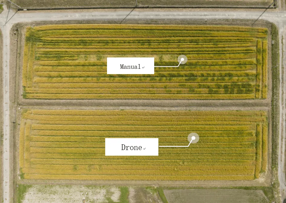 Aerial view of two wheat plots, one spread by hand and one by drone