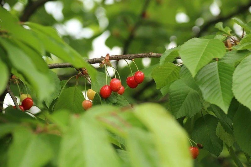 Cherry trees