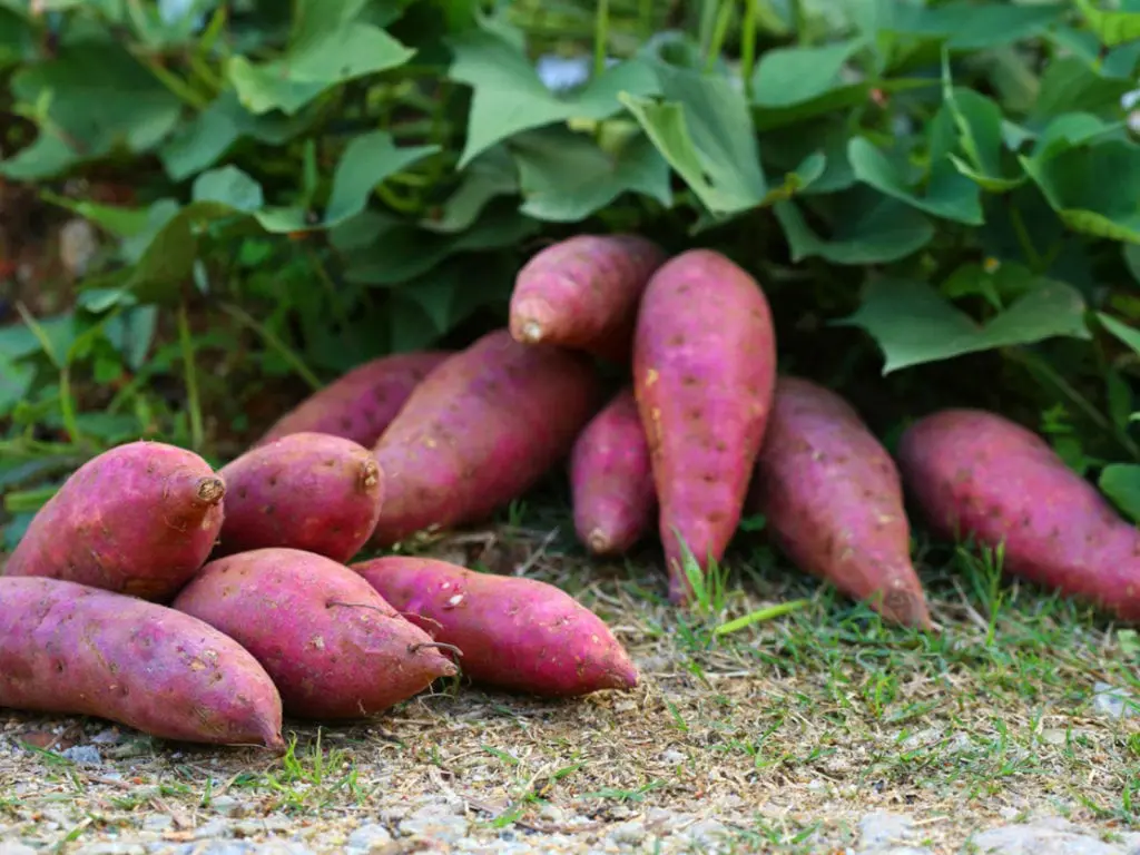 Sweet potato