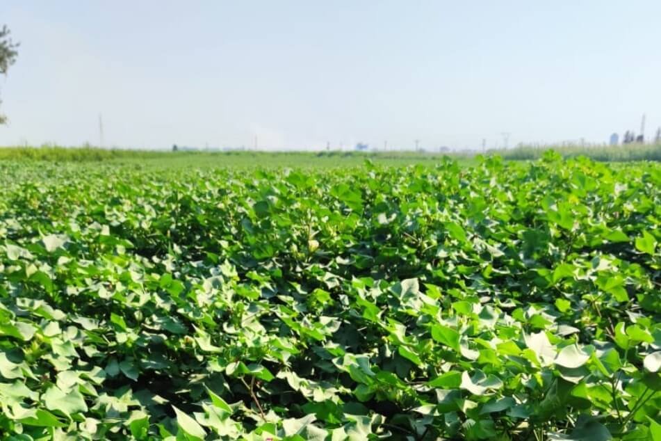 Cotton in Turkey